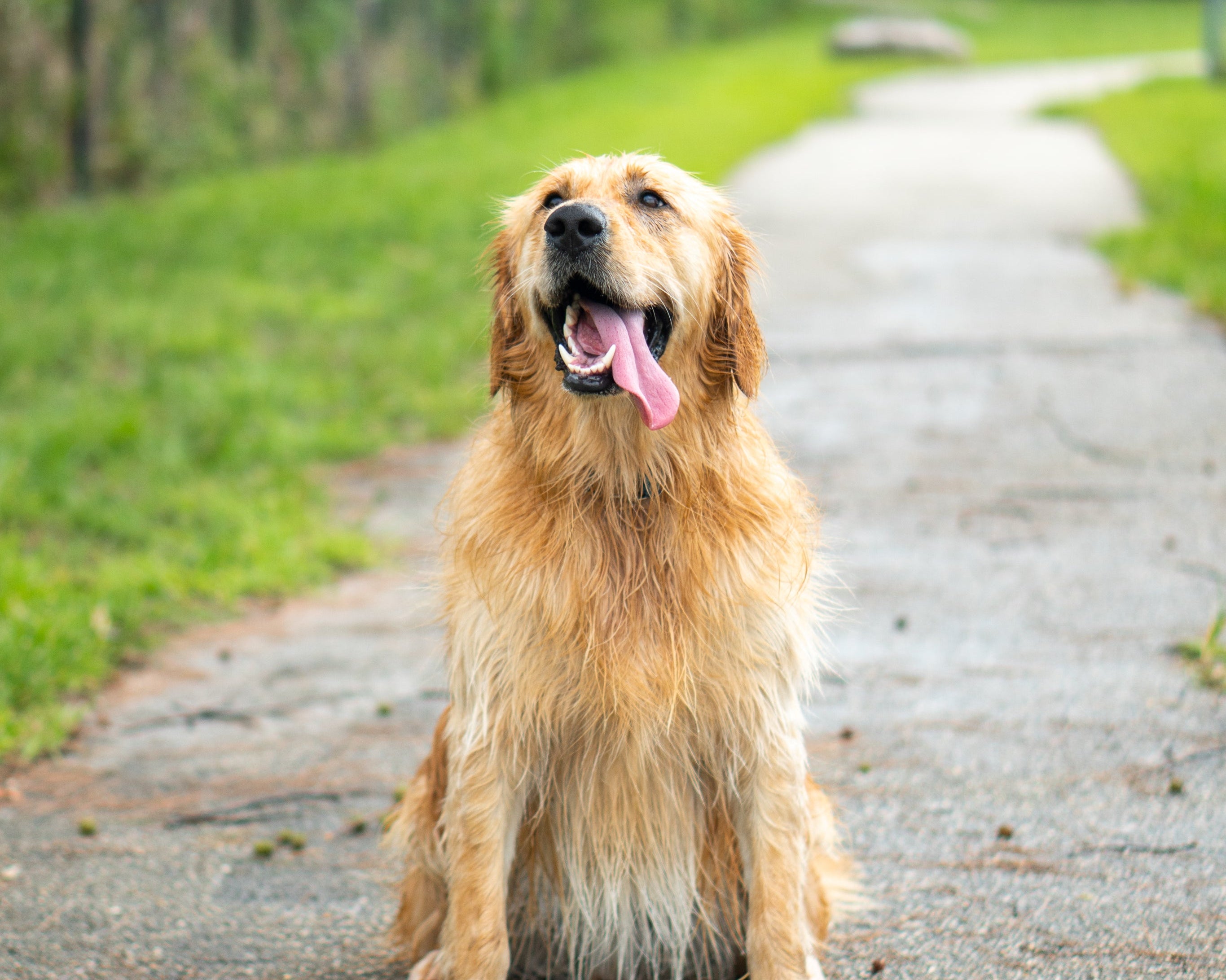 The Secret to a Shiny Coat? Omega-3s.