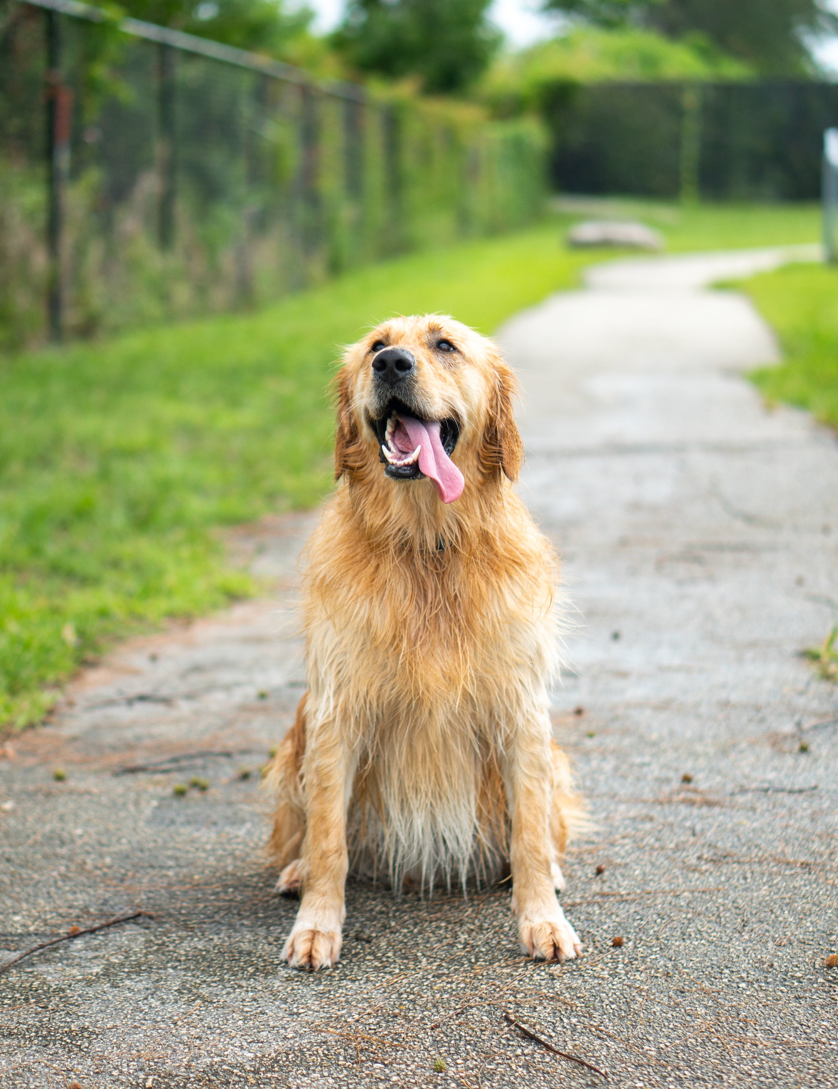 The Secret to a Shiny Coat? Omega-3s.