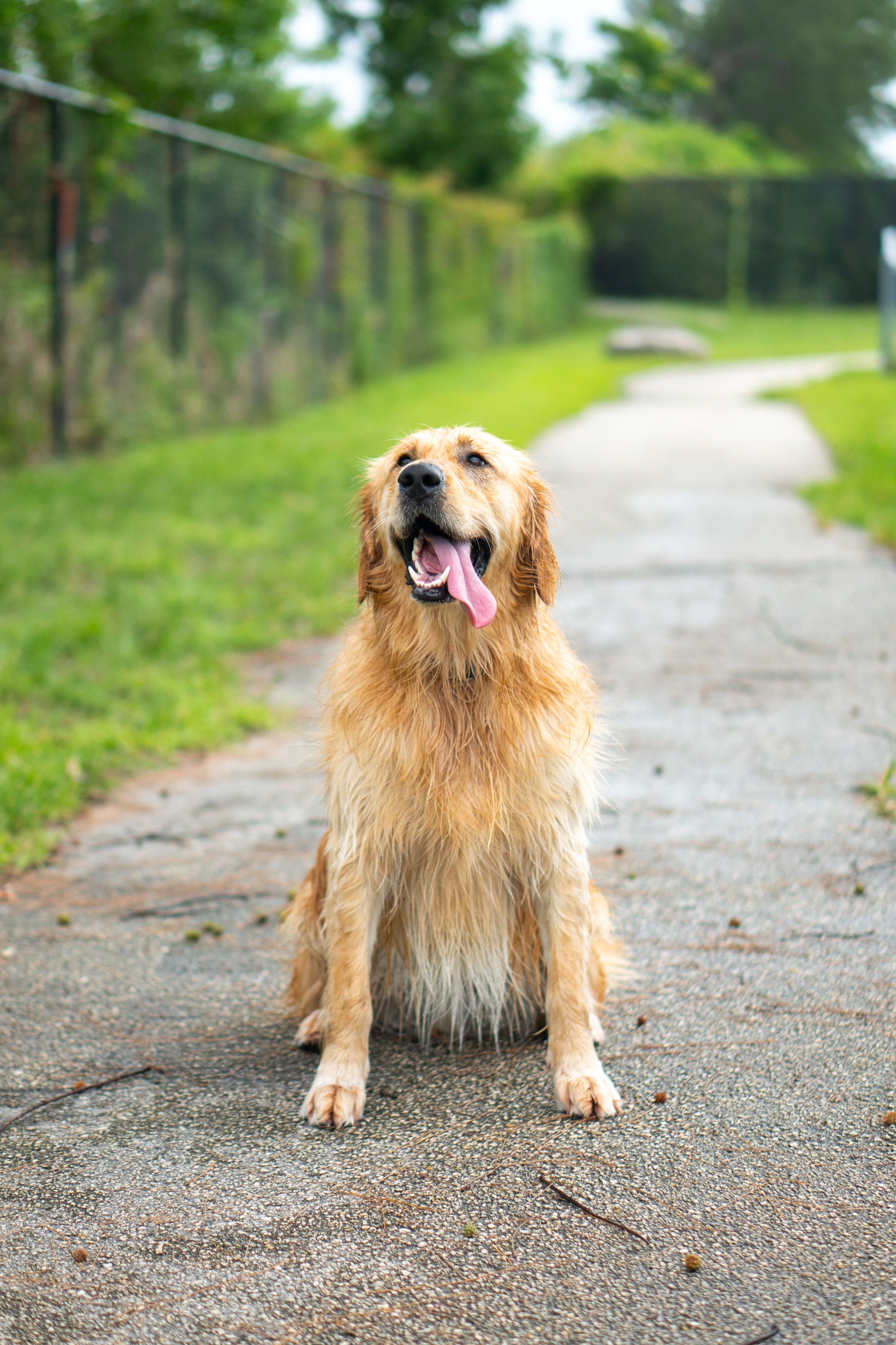 The Secret to a Shiny Coat? Omega-3s.
