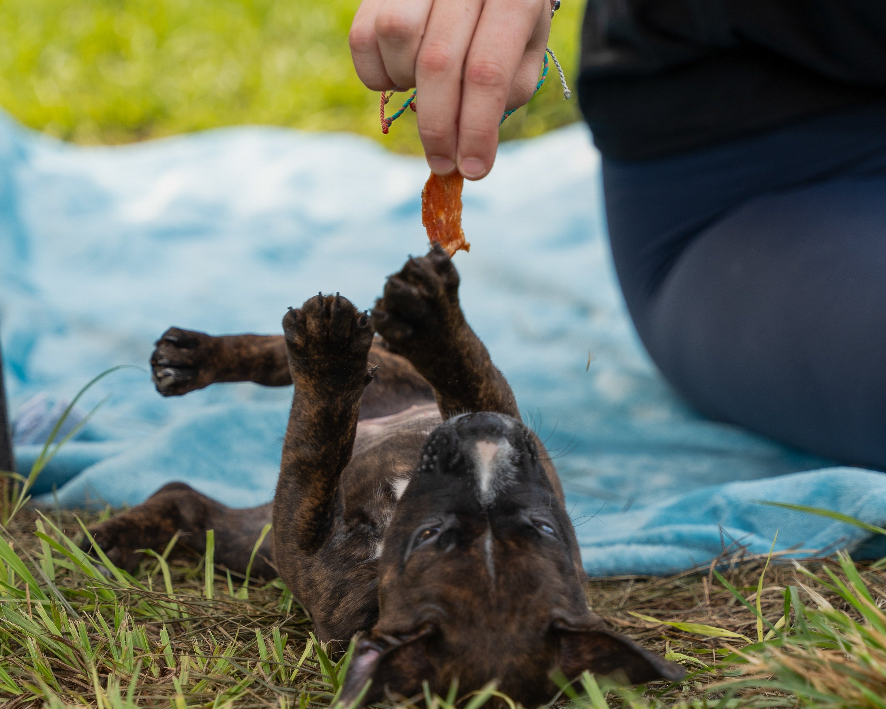 New Pup? Here’s How to Start a Healthy, Happy Routine 🐶