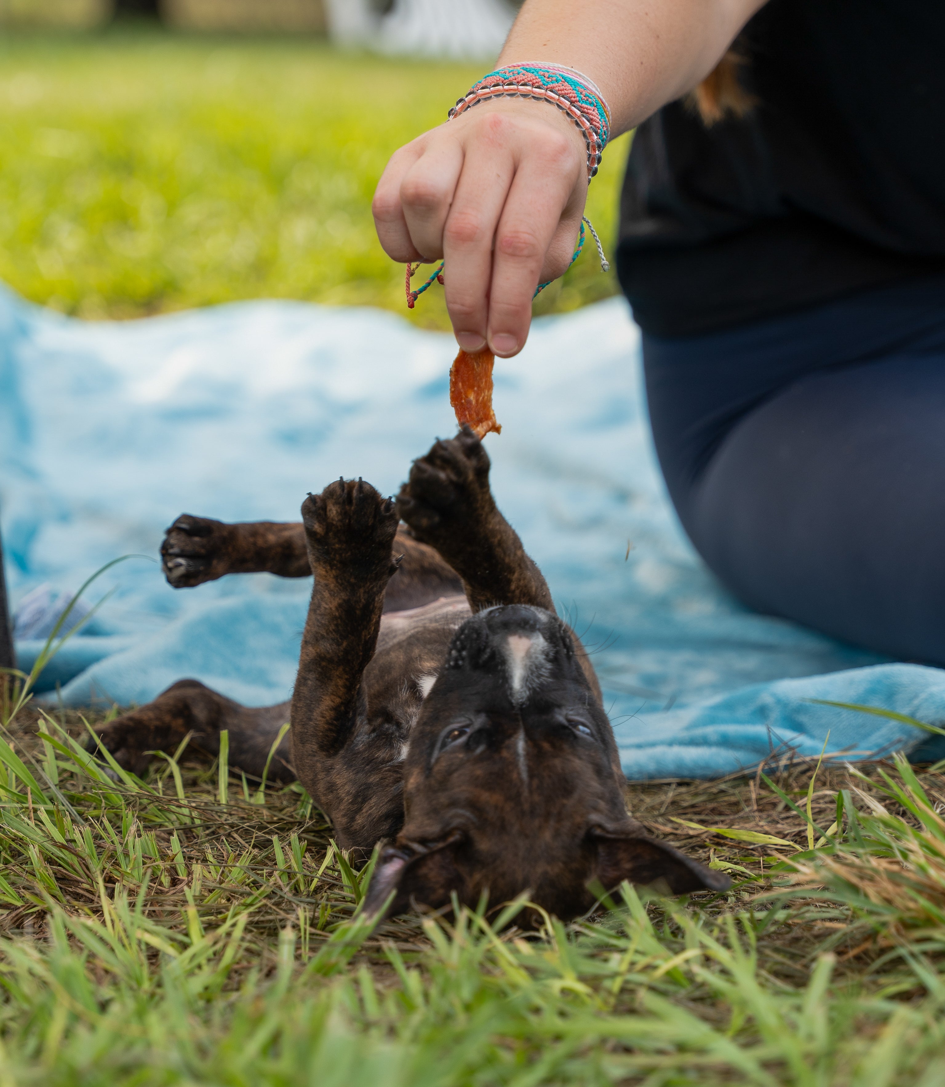 New Pup? Here’s How to Start a Healthy, Happy Routine 🐶