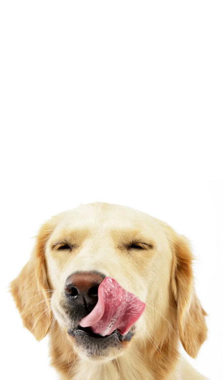 DOG-TREETZ-Banner_1_2088e531-436a-4318-be66-7610ca41c8bd.png