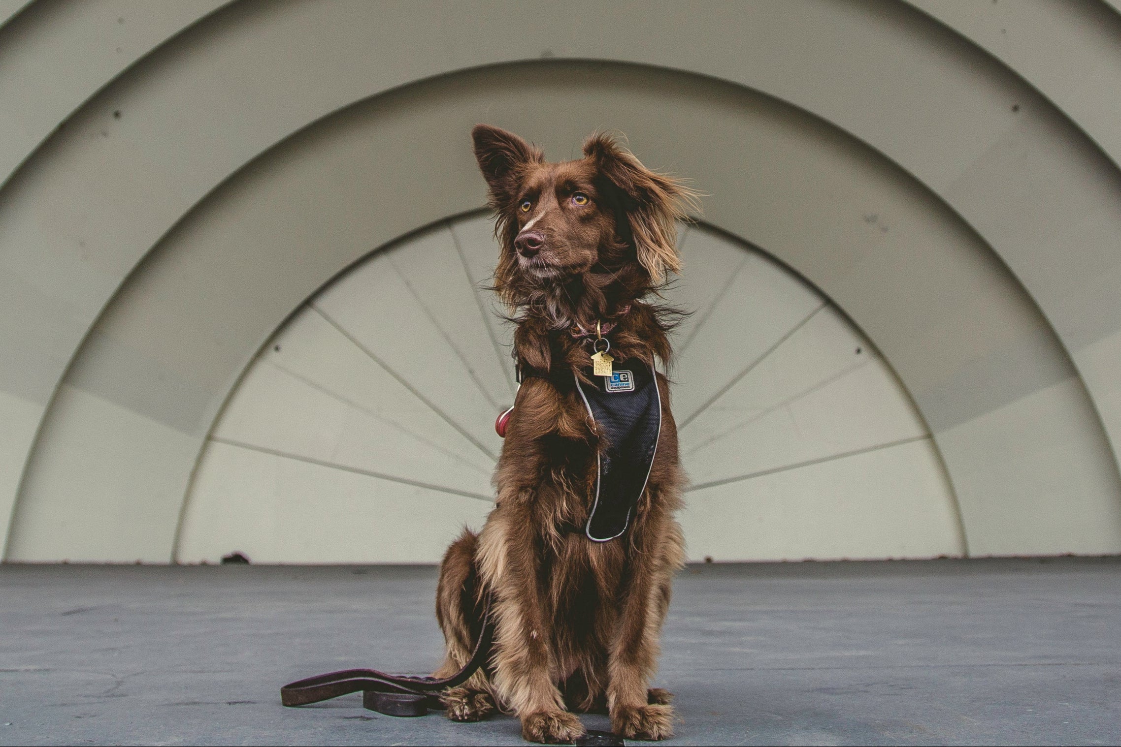 brown-mutt-dog.jpg