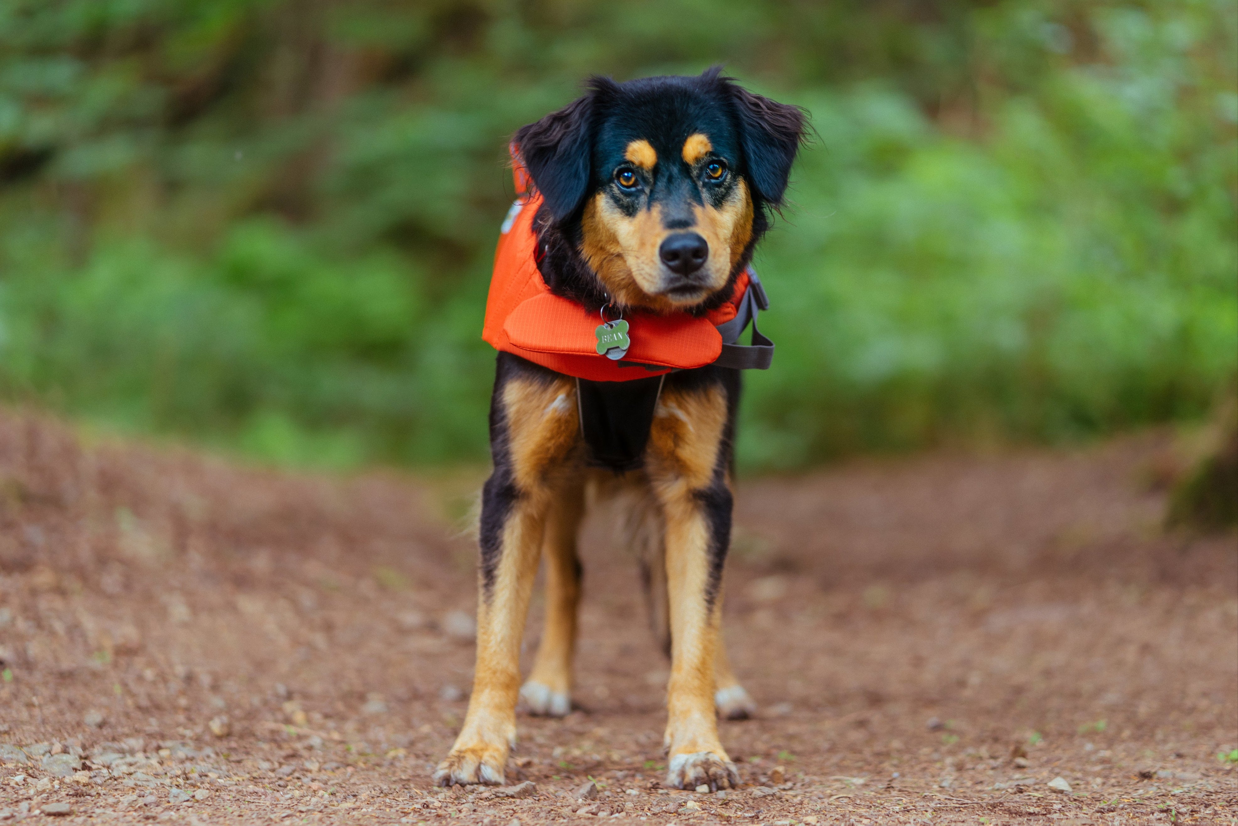 dog-in-lifejacket.jpg