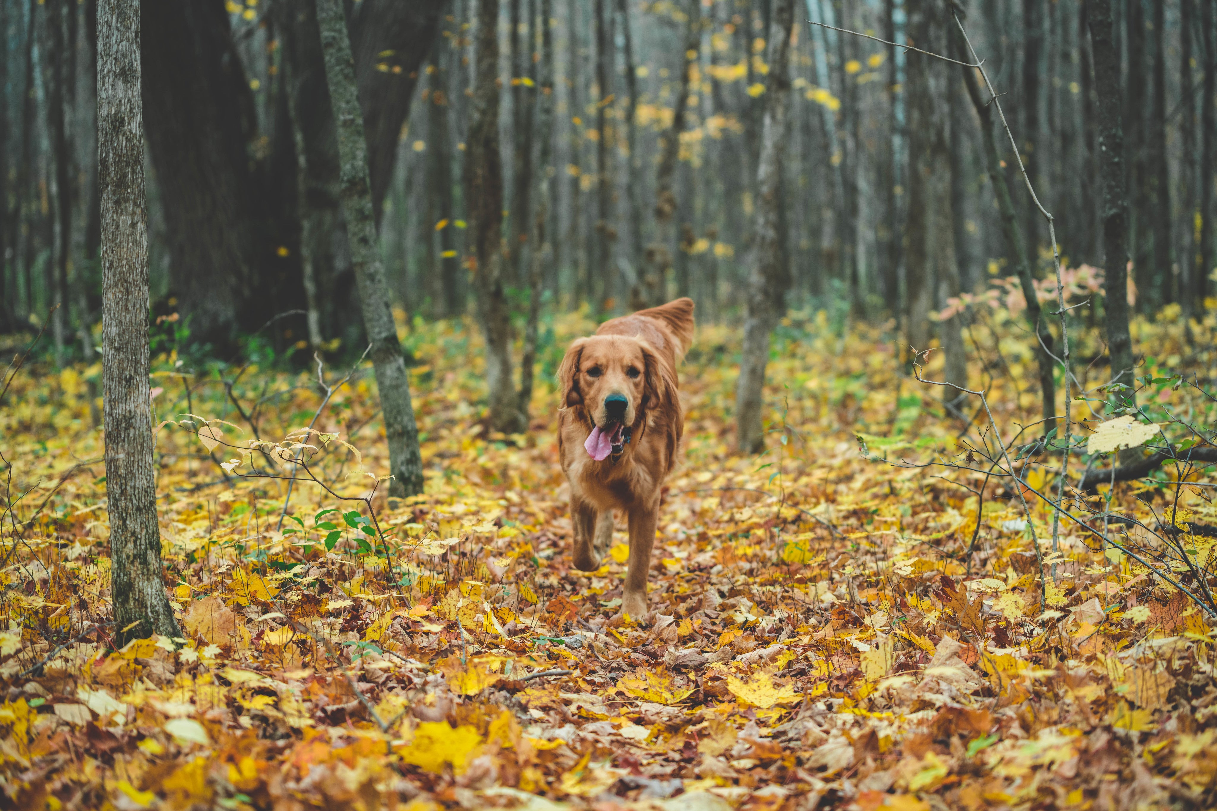 dog-running-in-fall-leaves.jpg